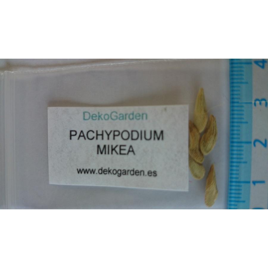 種子10粒 パキポディウム・ミケア(PACHYPODIUM MIKEA) : 多肉植物