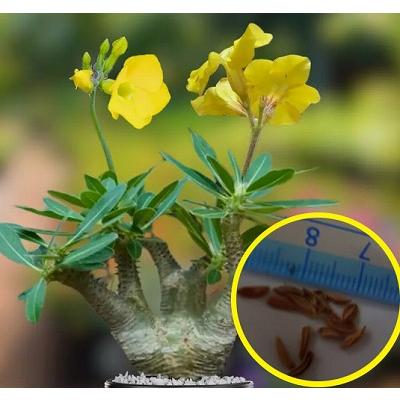 種子7粒 パキポディウム マカイエンセ(Pachypodium rosulatum