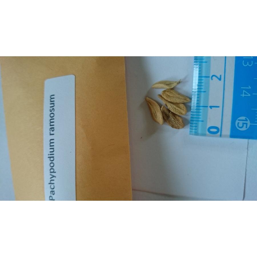 種子10粒 パキポディウム・ラモスム(Pachypodium ramosum) : 多肉植物