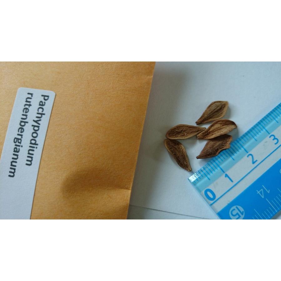 種子10粒 パキポディウム ルテンベルギアナム（Rutenbergianum