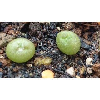 プセウドリトス(シュードリトス)・ミギウルティヌス(Pseudolithos migiurtinus)の種子｜succulent｜04