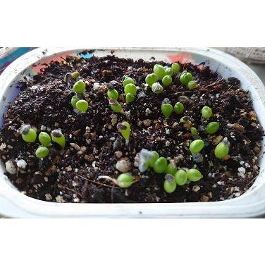 B-58 珍品 プセウドリトス マッコイ 抜き苗発送 B-58 珍品 プセウドリトス マッコイ 抜き苗発送 B-58 珍品