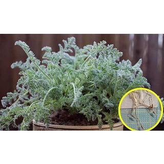 種子10粒 ペラルゴニウム・アッペンディクラツム(Pelargonium