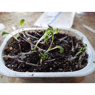 種子10粒 ペラルゴニウム・アッペンディクラツム(Pelargonium