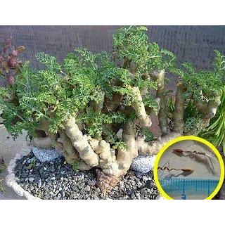 ペラルゴニウム・カルノーサム 枯野葵(Pelargonium carnosum）の種子