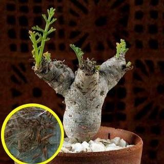 ペラルゴニウム 山伏天狗(Pelargonium crithmifolium)の種子 : 多肉