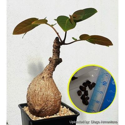 フィランサス　ミラビリス 250630 19 フィランサス ミラビリス 250630 19 その他観葉植物