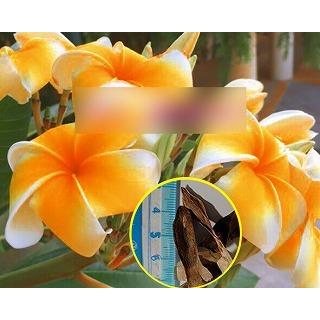 プルメリア Somsongsag の種子 Cdx Plm Plumeria Somsongsag 多肉植物ワールド 通販 Yahoo ショッピング