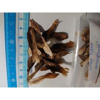 プルメリア Somsongsag の種子 Cdx Plm Plumeria Somsongsag 多肉植物ワールド 通販 Yahoo ショッピング