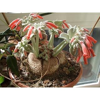 種子20粒 シンニンギア カネスケンス 断崖の女王（Sinningia