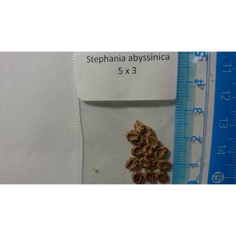 ステファニア・アビッシニカ(Stephania abyssinica)の種子｜succulent｜02