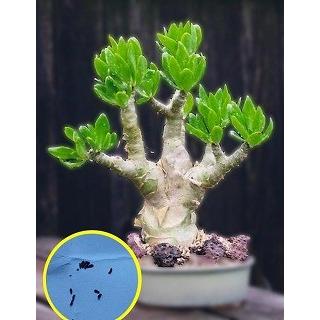 種子20粒 チレコドン パニクラツス 阿房宮(Tylecodon 種子20粒 チレコドン パニクラツス 阿房宮(Tylecodon