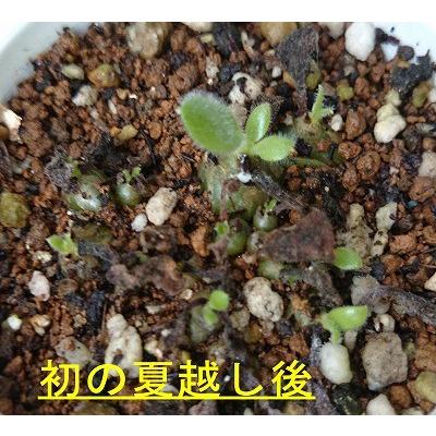 種子20粒 チレコドン パニクラツス 阿房宮(Tylecodon 種子20粒 チレコドン パニクラツス 阿房宮(Tylecodon