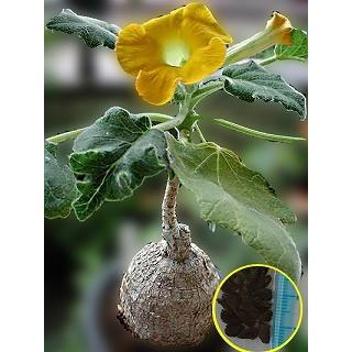 ウンカリーナ・グランディディエリ(Uncarina grandidieri)の種子