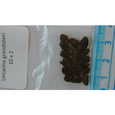 ウンカリーナ・グランディディエリ(Uncarina grandidieri)の種子