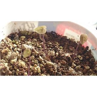 種子20粒 亀甲竜(Dioscorea elephantipes)(アフリカ亀甲竜)の