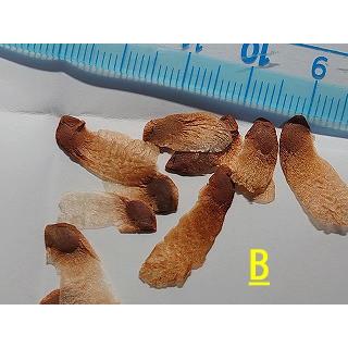 1000粒 亀甲竜種子 Dioscorea elephantipes 種子20粒 亀甲竜(Dioscorea elephantipes)(アフリカ亀甲竜)の