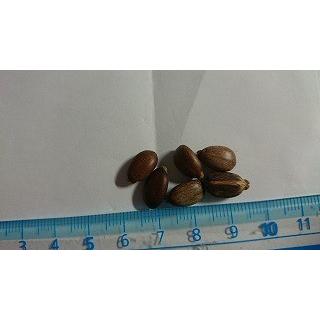 種子6粒 サンゴ油桐(サンゴアブラギリ、Jatropha podagrica 種子6粒 サンゴ油桐(サンゴアブラギリ、Jatropha podagrica