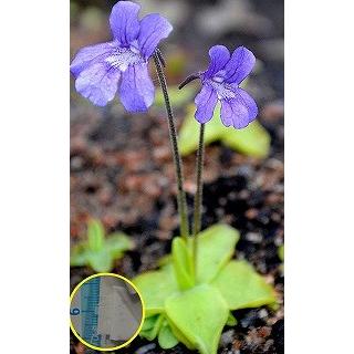 ピンギキュラ グランディフローラ Pinguicula Grandiflora の種子 Cnv Pgl Pinguicula Grandiflora 多肉植物ワールド 通販 Yahoo ショッピング