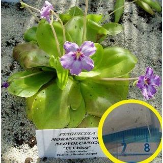 祝開店大放出セール開催中 ピンギキュラ モラネンシス ネオボルカニカ Pinguicula Moranensis Var Neovolcanica の種子 Wantannas Go Id