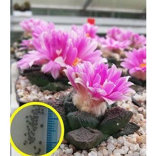 亀甲牡丹（実生）｜アリオカルプス属 アリオカルプス亀甲牡丹の基本情報・育て方｜多肉植物・サボテン