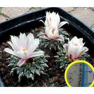 アリオカルプス 白花姫牡丹(Ariocarpus kotschoubeyanus アリオカルプス 白花姫牡丹(Ariocarpus kotschoubeyanus