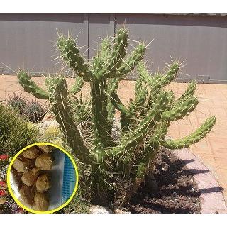 アウストロカクタス　17種類セット+実生ちび苗 アウストロカクタス 17種類セット+実生ちび苗 - メルカリ