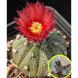 アストロフィツム・アステリアス 兜丸の赤花の種子(astrophytum