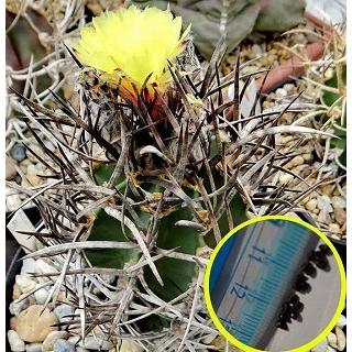 種子20粒 アストロフィツム 大鳳玉(Astrophytum crassispinum