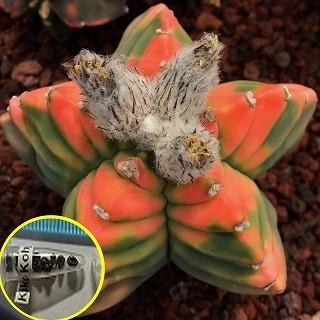 亀甲ランポー玉　実生　アストロフィツム 亀甲ランポー玉 実生 アストロフィツム