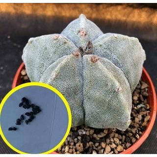 種子20粒 アストロフィツム ランポー玉(鸞鳳玉) (Astrophytum 種子20粒 アストロフィツム ランポー玉(鸞鳳玉) (Astrophytum