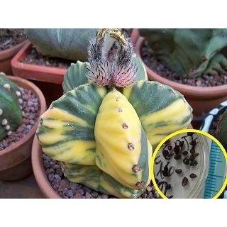 斑入りのアストロフィツム・ランポー玉(Astrophytum Myriostigma