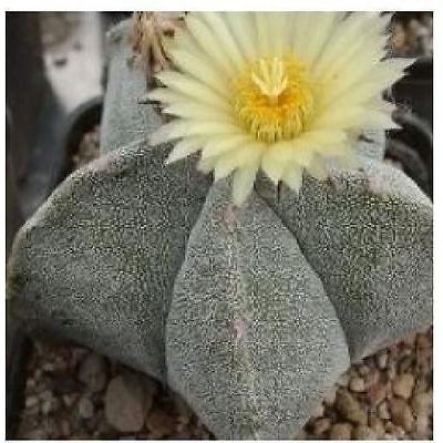 アストロフィツム ランポー玉 高価値 鸞鳳玉 Myriostigma Astrophytum の種子