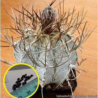 アストロフィツム・ニベウム 白瑞鳳玉(Astrophytum niveum)の