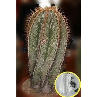 種子15粒 アストロフィツム 般若(はんにゃ) (Astrophytum ornatum)の