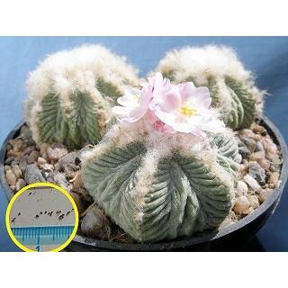 アズテキウム・リッテリ花籠（はなかご）(Aztekium ritteri)の