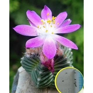 アズテキウム紅籠(Aztekium valdezii)の種子 : 多肉植物 アズテキウム紅籠(Aztekium valdezii)の種子 : 多肉植物
