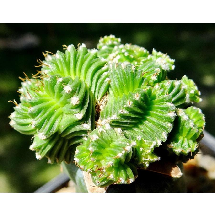 アズテキウム紅籠(Aztekium valdezii)の種子 : 多肉植物 アズテキウム紅籠(Aztekium valdezii)の種子 : 多肉植物