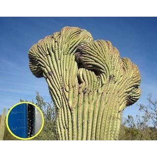 弁慶柱(ベンケイチュウ)(Carnegiea Gigantea)の種子 : 多肉 弁慶柱(ベンケイチュウ)(Carnegiea Gigantea)の種子 : 多肉