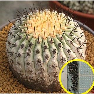 種子7粒 コピアポア シネレア 黒王丸(Copiapoa cinerea)の種子 種子7粒 コピアポア シネレア 黒王丸(Copiapoa cinerea)の種子
