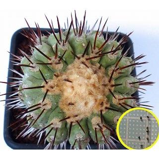 コピアポア【孤竜丸】サボテン サボテン：コピアポア コルムナアルバ 孤竜丸*S 幅2.7cm ☆赤松