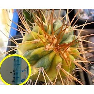 コピアポア 鎧袖玉(斑入り)(Copiapoa cupreata KK1382