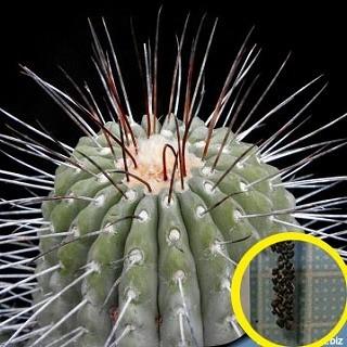 種子7粒 コピアポア デアルバータ 黒士冠(Copiapoa dealbata 種子7粒 コピアポア デアルバータ 黒士冠(Copiapoa dealbata