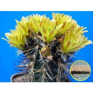 種子12粒 エキノケレウス・ダビシー(Echinocereus davisii)の