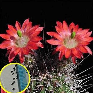 種子10粒 エキノケレウス 多刺蝦(ECHINOCEREUS POLYACANTHUS
