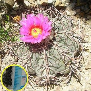 種子10粒 エキノカクタス 太平丸(Echinocactus horizonthalonius 種子10粒 エキノカクタス 太平丸(Echinocactus horizonthalonius