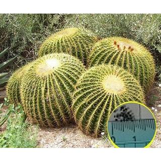 種子20粒 50粒 5☆大好評 100粒 キンシャチ 金鯱 Echinocactus の種子 高い素材 Grusonii