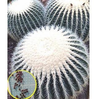 86％以上節約 購買 種子20粒 50粒 100粒 エキノカクタス 白刺金鯱 Echinocactus grusonii var albispinus の種子 jkparker.ca jkparker.ca