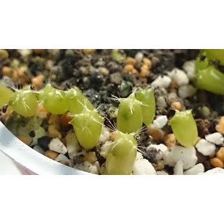 3月入荷 100粒+ フェニックス ロウレイロイ ソテツジュロ 種子 種 証明書 1036950 CORDURA® URA FLEECE – 瀧定名古屋株式会社 10課