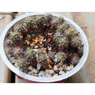種子20粒・50粒・100粒 エキノカクタス 白刺金鯱(Echinocactus 種子20粒・50粒・100粒 エキノカクタス 白刺金鯱(Echinocactus